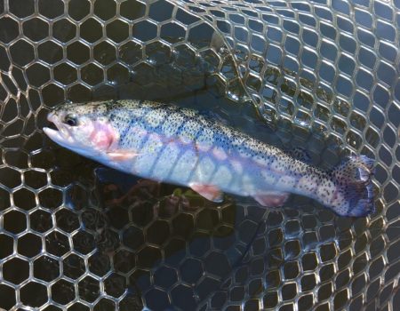 何かが起こる夕マヅメ ～大安トラウトレイク…